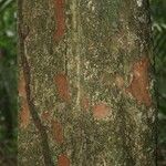 Pradosia ptychandra Bark