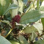 Skimmia japonicaКвітка