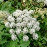 Angelica sylvestrisFlower