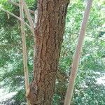 Coriaria japonica Bark