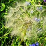 Tragopogon dubius Fruto