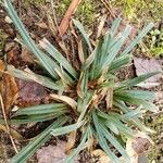 Carex flacca Vekstform