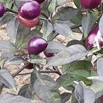 Capsicum annuum 葉