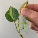 Philodendron cordatum Leht