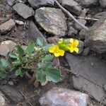 Barbarea rupicola Flor