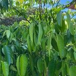 Garcinia mangostana Blad