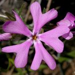 Phlox speciosa Flors