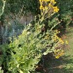 Tanacetum balsamitaBlomma