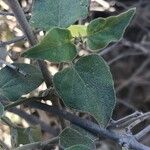 Commicarpus plumbagineus Blatt