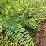 Astragalus atropilosulus Leaf