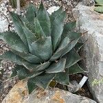 Agave parrasanaFeuille