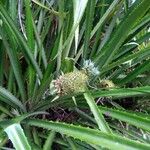 Ananas comosusЛист