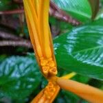 Heliconia psittacorum Květ