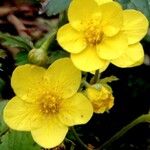 Waldsteinia ternata Çiçek
