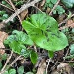 Arum maculatum Foglia