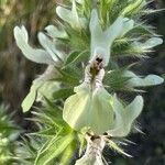 Stachys ocymastrum फूल