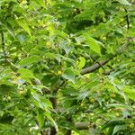 Celtis bungeana Leaf