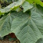 Dombeya burgessiaeBlad