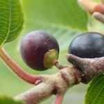 Rhamnus alpina Fruit