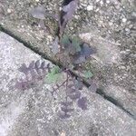 Lactuca muralis Leaf
