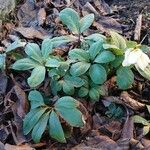 Helleborus niger Habit