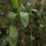 Polystachya laxiflora Flower