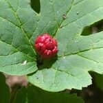 Hydrastis canadensis Fruit