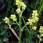 Baccharis spicata Flor