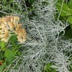 Helichrysum italicum Blad