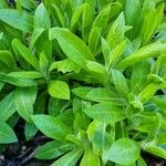 Centaurea triumfettii Blatt