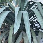 Yucca madrensis Лист