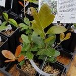 Quercus phillyreoides Yeri