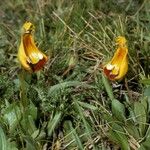 Calceolaria uniflora Habitus