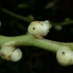 Cochliasanthus caracalla その他の提案