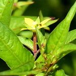 Ludwigia hyssopifolia Virág