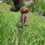 Cirsium alsophilum Other