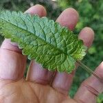 Betonica officinalis Feuille