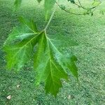 Acer × freemanii পাতা