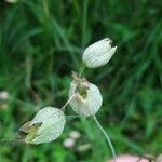 Silene vulgarisFruitua