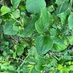 Smilax tamnoides Leaf