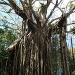 Ficus virens Habit