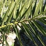 Phoenix canariensis Folha