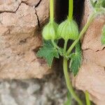 Geranium mascatense Fruit