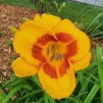 Hemerocallis lilioasphodelusFlower