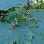 Oplopanax horridus Hoja