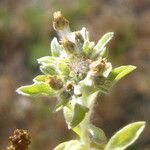 Gnaphalium palustre Fruit