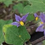 Solanum violaceum Lorea