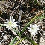 Ornithogalum broteroiᱵᱟᱦᱟ