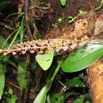 Stelis superbiens Hábito