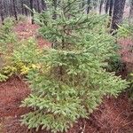 Picea rubensLeaf